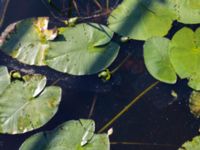 Nuphar lutea Tivoliparken, Kristianstad, Skåne, Sweden 20170719_0336