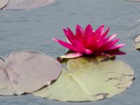 Nymphaea alba Färsksjön, Eriksberg, Karlshamn, Blekinge, Sweden 20180808_0166