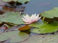 Nymphaea alba Färsksjön, Eriksberg, Karlshamn, Blekinge, Sweden 20180808_0168