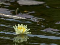 Nymphaea x thiona Färsksjön, Eriksberg, Karlshamn, Blekinge, Sweden 20180808_0154