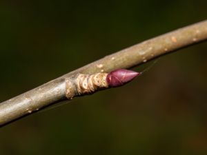 Davidia involucrata - Dove-tree - Näsduksträd