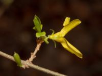 Forsythia suspensa var. fortunei Hammars park, Malmö, Skåne, Sweden 20240412_0017