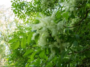 Fraxinus ornus - Manna Ash - Mannaask