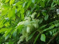 Fraxinus ornus Smålandsdammarna, Lomma, Skåne, Sweden 20160525_0008