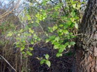 Ligustrum ovalifolium Ödetomterna, Bunkeflo strandängar, Malmö, Skåne, Sweden 20160329_0027