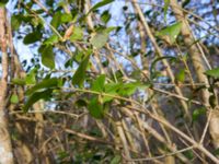 Ligustrum ovalifolium Ödetomterna, Bunkeflo strandängar, Malmö, Skåne, Sweden 20160329_0029