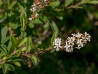 Ligustrum vulgare Lertagsdammen, Klagshamns udde, Malmö, Skåne, Sweden 20150714_0073