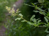 Ligustrum vulgare Scoutstugan, Bunkeflostrand, Malmö, Skåne, Sweden 20160619_0039