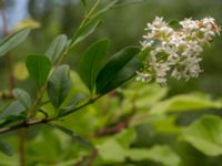 Ligustrum vulgare Scoutstugan, Bunkeflostrand, Malmö, Skåne, Sweden 20160619_0040