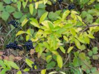 Ligustrum vulgare Trollskogen, Klagshamns udde, Malmö, Skåne, Sweden 20151030_0034