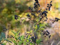 Ligustrum vulgaris Limhamns kalkbrott, Malmö, Skåne, Sweden 20151025_0057