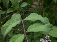 Syringa josikaea Marietorps allé 31, Malmö, Skåne, Sweden 20180526_7