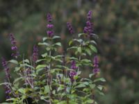 Syringa josikaea Vitberget, Älvsbyn, Norrbotten, Sweden 20150711_0056