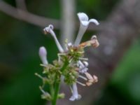 Syringa reflexa Sege by, Burlöv, Malmö, Skåne, Sweden 20230616_0059