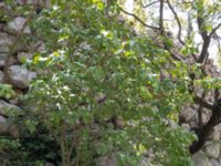 Syringa vulgaris Botanical Garden Biokovo, Kotinica, Tucepi, Croatia 20170804_1722