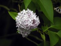 Syringa vulgaris Lernacken, Malmö, Skåne, Sweden 20050605 039