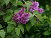 Syringa vulgaris Strandhem, Bunkeflo strandängar, Malmö, Skåne, Sweden 20150516_0043