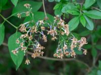 Syringa x chinensis, Sege by, Burlöv, Skåne, Sweden 20230616_0050