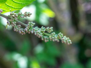 Syringa x henryi - Norrlandssyren