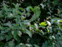 Syringa x henryi Ödetomt, Hagstorpsgatan, Kirseberg, Malmö, Skåne, Sweden 20190605_0014