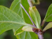 Syringa x henryi Ollebo, Malmö, Skåne, Sweden 20190508B_0062