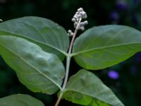 Syringa x henryiikaea Ödetomt, Hagstorpsgatan, Kirseberg, Malmö, Skåne, Sweden 20190605_0016