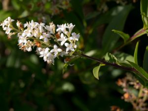 Ligustrum vulgare - Wild Privet - Liguster