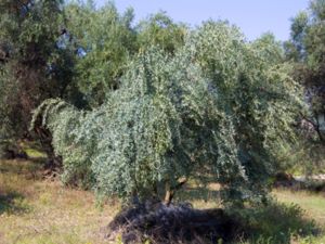 Olea europaea - Olive - Olivträd