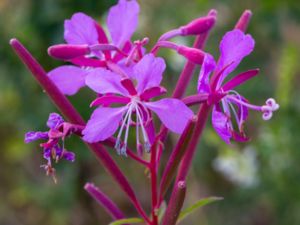 Chamaenerion angustifolium - Fireweed - Mjölkört