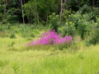 Chamaenerion angustifolium Önneslöv, Dalby, Lunnd, Skåne, Sweden 20160701_0063