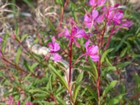 Chamaenerion angustifolium Helikopterplattan, Scaniaparken, Malmö, Skåne, Sweden 20180917_0027