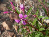 Chamaenerion angustifolium Helikopterplattan, Scaniaparken, Malmö, Skåne, Sweden 20180917_0029