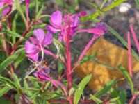 Chamaenerion angustifolium Helikopterplattan, Scaniaparken, Malmö, Skåne, Sweden 20180917_0031