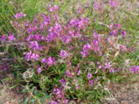 Chamaenerion angustifolium Helikopterplattan, Scaniaparken, Malmö, Skåne, Sweden 20180917_0032