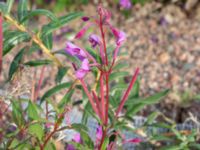 Chamaenerion angustifolium Helikopterplattan, Scaniaparken, Malmö, Skåne, Sweden 20180917_0033