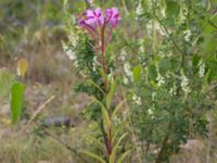 Chamaenerion angustifolium Mor Marnas väg, Nordanå, Burlöv, Skåne, Sweden 20160717_0012