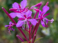 Chamaenerion angustifolium Mor Marnas väg, Nordanå, Burlöv, Skåne, Sweden 20160717_0013