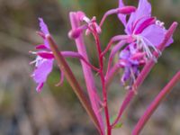 Chamaenerion angustifolium Mor Marnas väg, Nordanå, Burlöv, Skåne, Sweden 20160717_0020