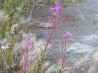 Chamaenerion angustifolium Swedechrome, Norra hamnen, Malmö, Skåne, Sweden 20150724_0076