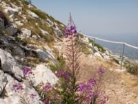 Chamenerion angustifolium Sveti Jure, Biokovo Nature Park, Biokovo Nature Park, Tucepi, Croatia 20170802_1469