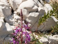 Chamenerion angustifolium Sveti Jure, Biokovo Nature Park, Biokovo Nature Park, Tucepi, Croatia 20170802_1470