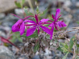 Chamaenerion latifolium - Dwarf Fireweed