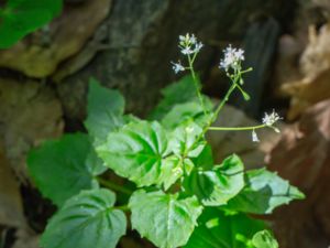 Circaea alpina - Alpine Enchanter's-nightshade - Dvärghäxört