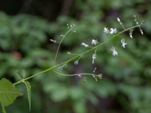 Circaea lutetiana - Enchanter's-nightshade - Stor häxört