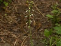 Circaea lutetiana Björkskogen, Klagshamns udde, Malmö, Skåne, Sweden 20220703_0017