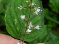 Circaea lutetiana Fågelsångsdalen, Lund, Skåne, Sweden 20200714_0060