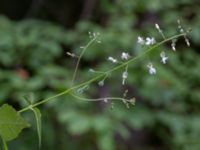 Circaea lutetiana Skogmöllan, 400 m NNO, Veberöd, Lund, Skåne, Sweden 20220717_0035