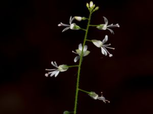 Circaea x intermedia - Intermediate Enchanter's Nightshade - Mellanhäxört