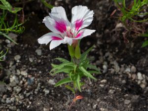 Clarkia amoena - Farwell to Spring - Atlasblomma