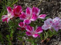 Clarkia amoena Ruderatyta Marsgatan, Malmö, Skåne, Sweden 20220628_0088